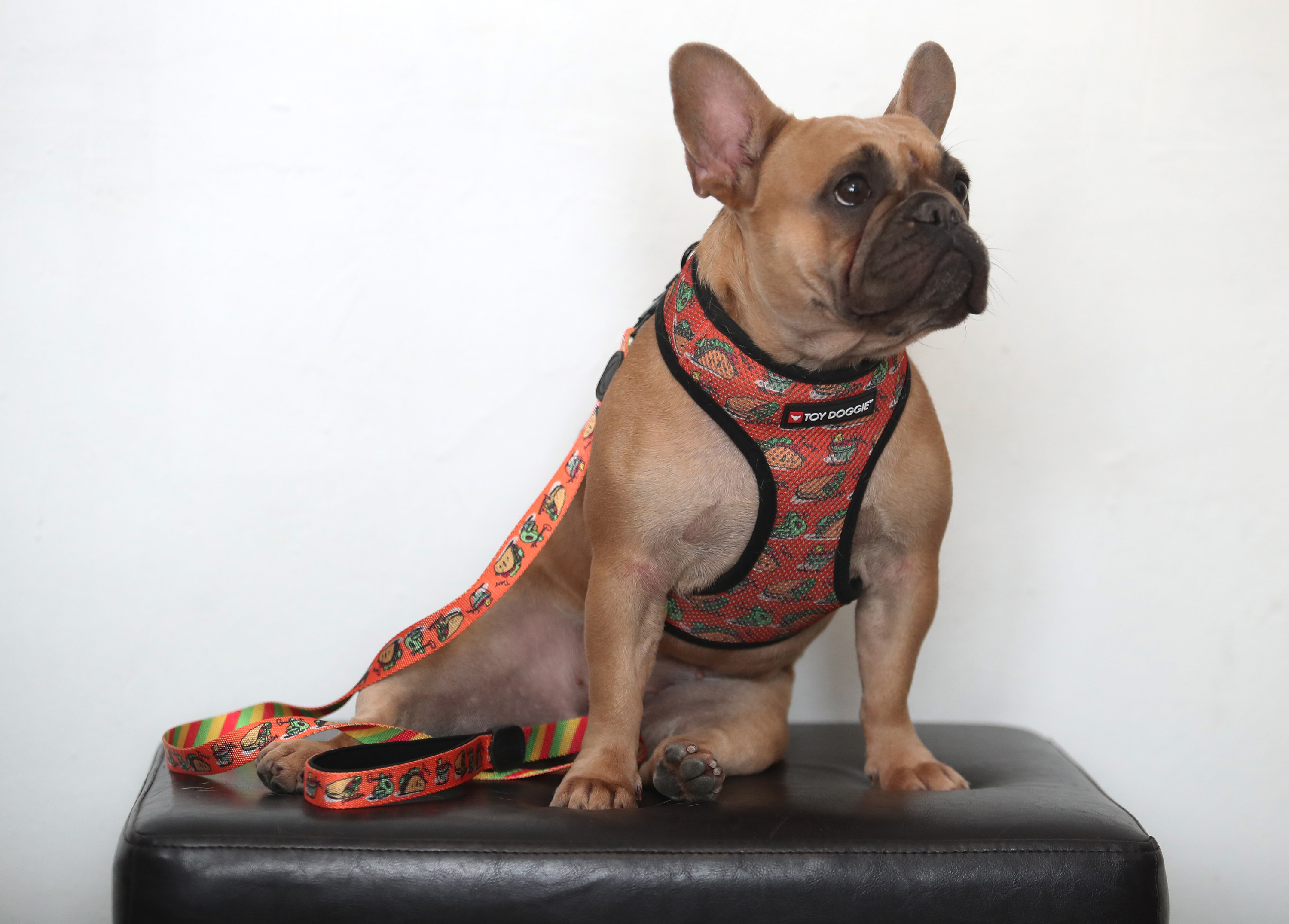 Toy Doggie es una línea de ropa y accesorios para mascotas diseñados en Puerto Rico por Viviana Rivera, una diseñadora de moda para mascotas certificada. En la foto, uno de los perros con la ropa y los accesorios diseñados por Rivera. (Juan Luis Martínez Pérez)