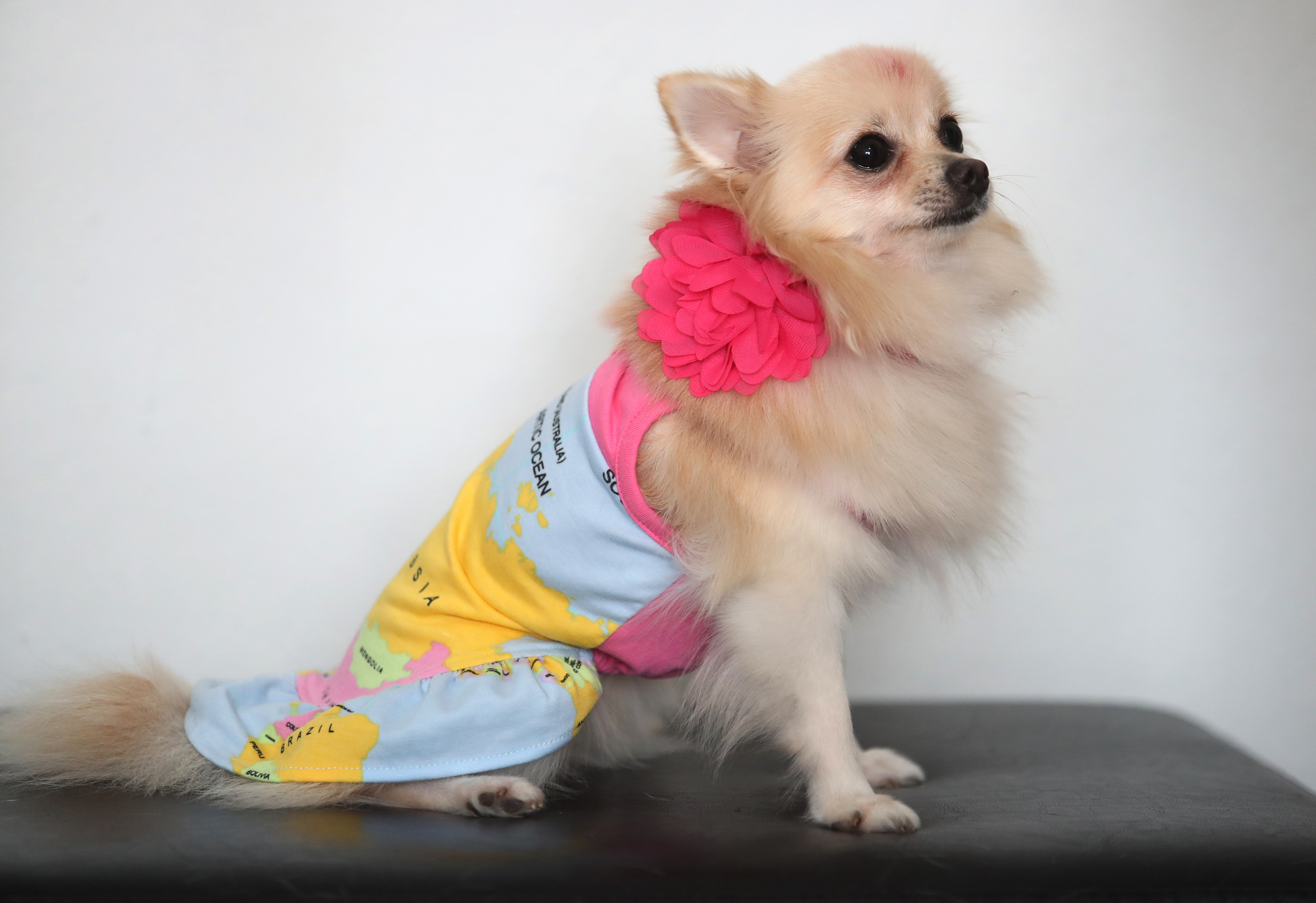 Toy Doggie es una línea de ropa y accesorios para mascotas diseñados en Puerto Rico por Viviana Rivera, una diseñadora de moda para mascotas certificada. En la foto, uno de los perros con la ropa y los accesorios diseñados por Rivera. (Juan Luis Martínez Pérez)