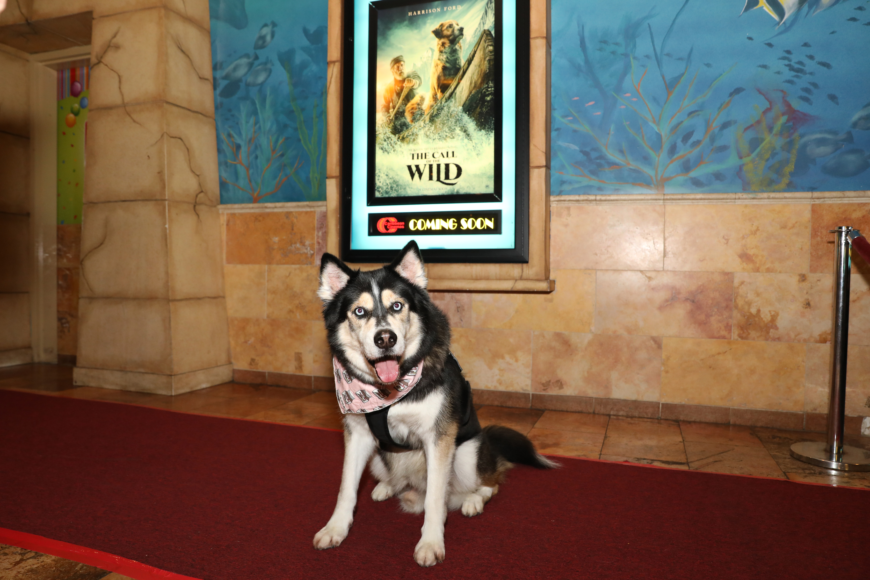 Junto con sus dueños, diversos perros de servicio desfilaron por la alfombra roja del estreno del filme The Call of the Wild. (Suministrada)