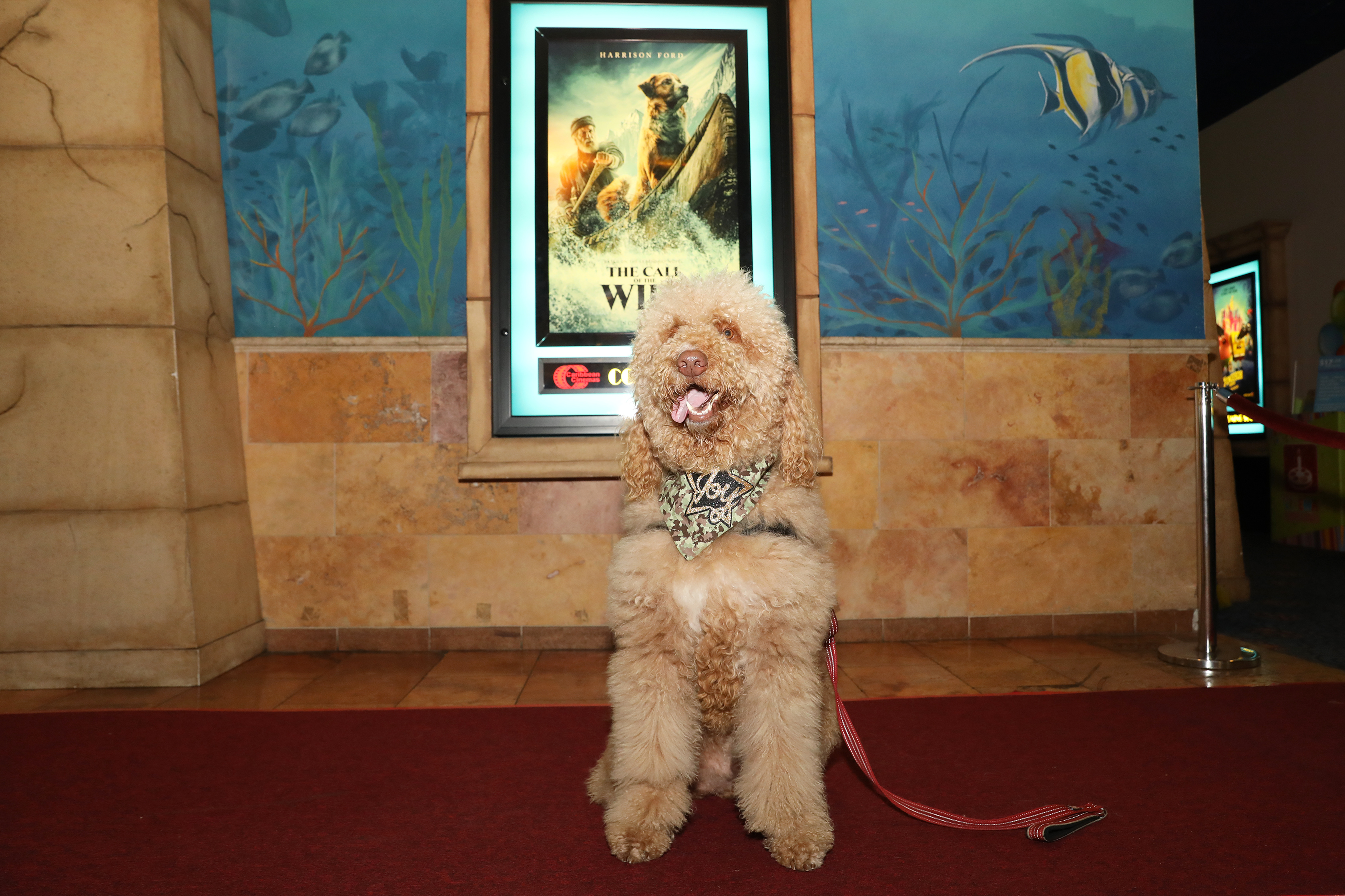 Junto con sus dueños, diversos perros de servicio desfilaron por la alfombra roja del estreno del filme The Call of the Wild. (Suministrada)