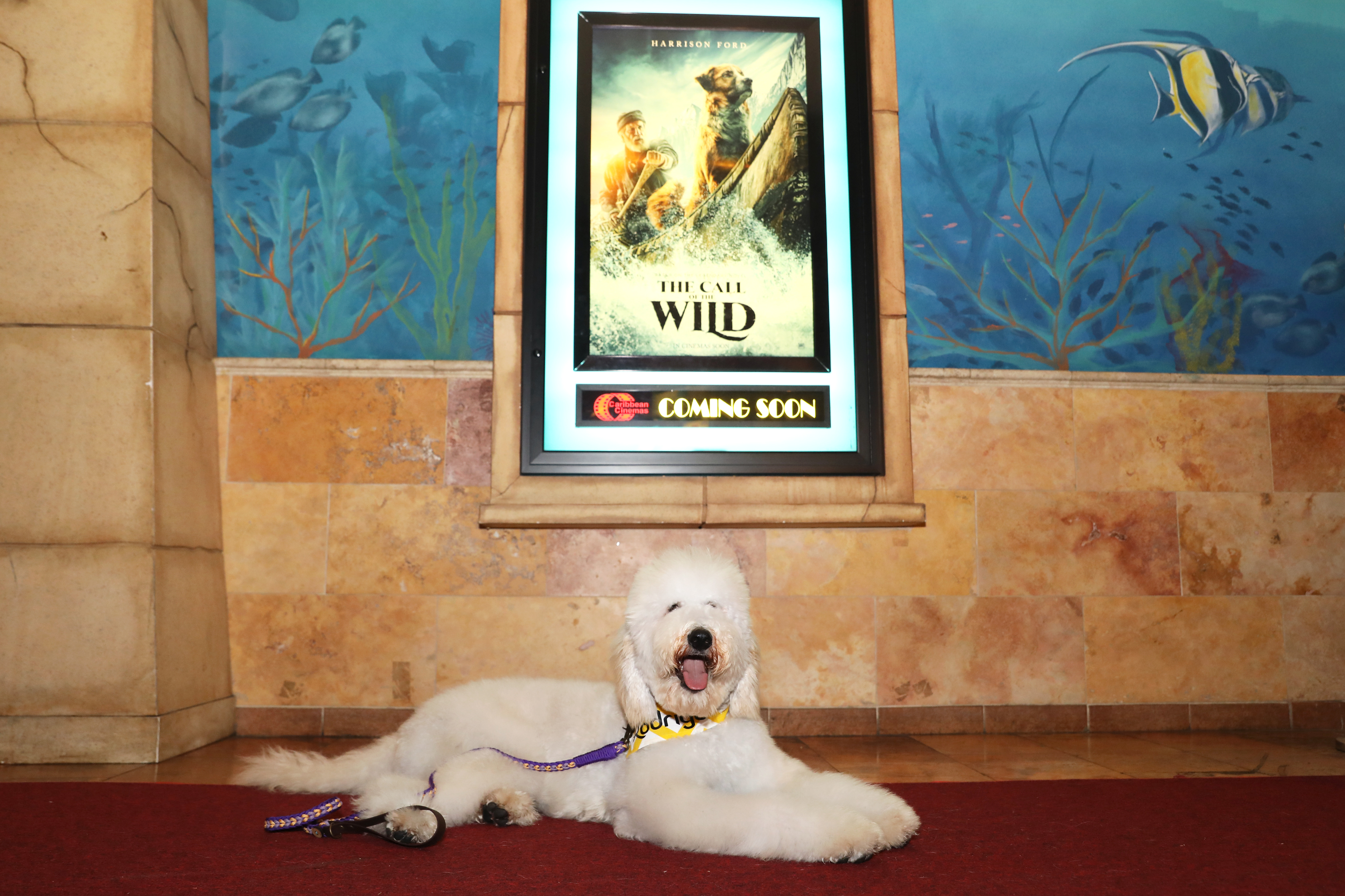 Junto con sus dueños, diversos perros de servicio desfilaron por la alfombra roja del estreno del filme The Call of the Wild. (Suministrada)