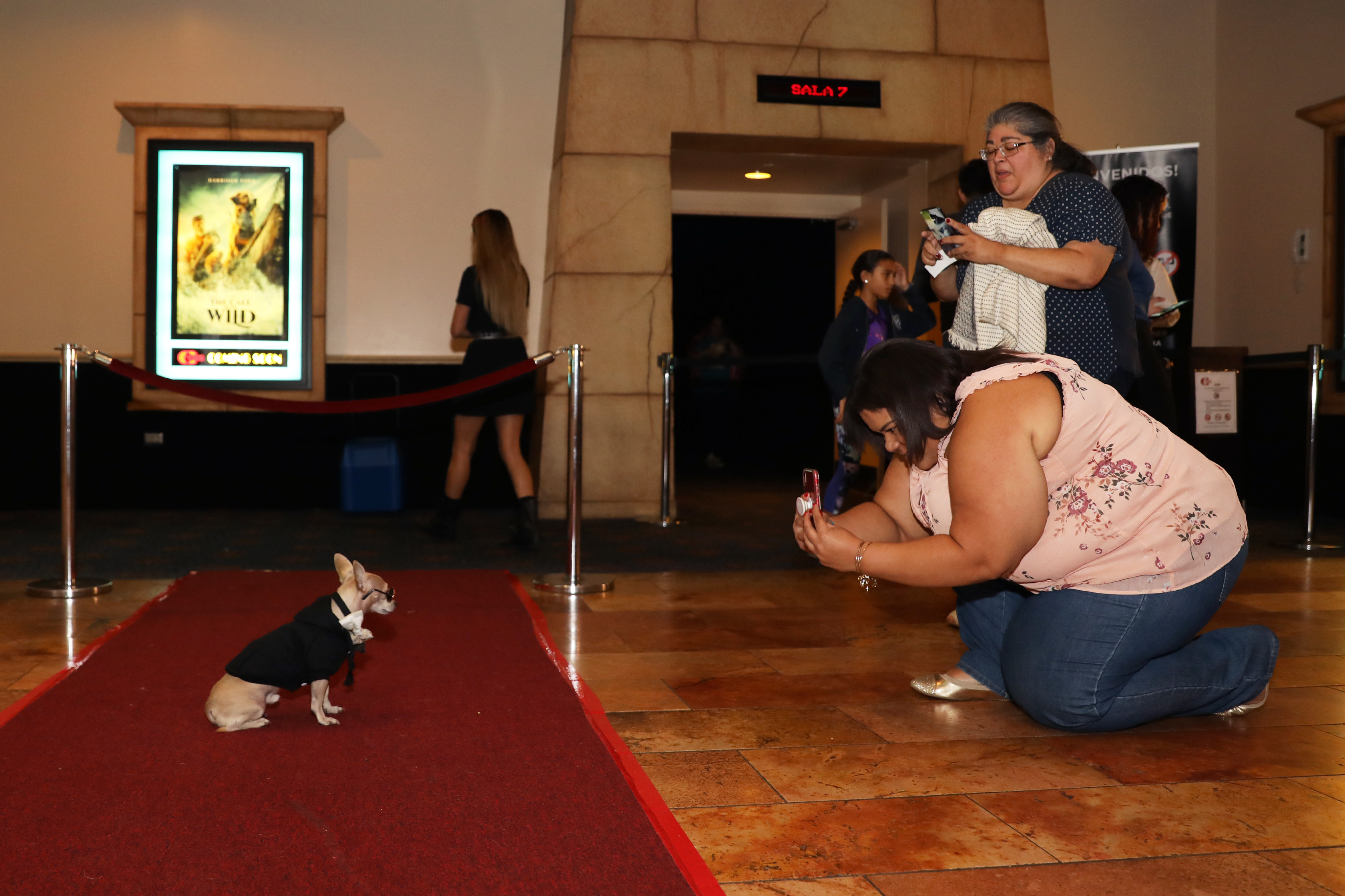 Junto con sus dueños, diversos perros de servicio desfilaron por la alfombra roja del estreno del filme The Call of the Wild. (Suministrada)