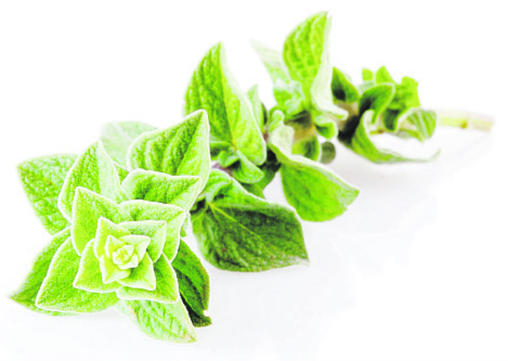 Orégano: Es un potente antibiótico, antiviral y antifungicida. Se utiliza para tratar diferentes tipos de infecciones y hongos, entre ellos el de las uñas y la cándida. (Shutterstock)