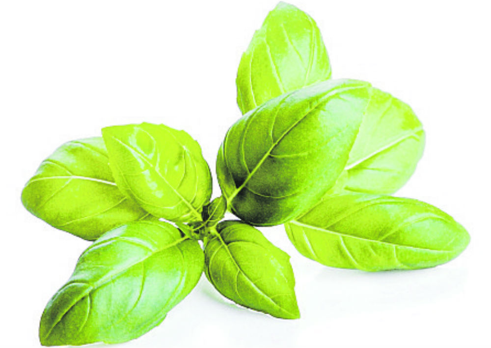 Albahaca: La albahaca contiene propiedades digestivas. Y aunque pueda sorprenderte, también puede aliviar el cansancio y la tensión corporal. (Shutterstock)