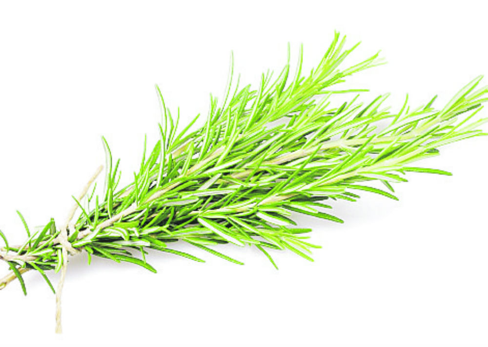 Romero: Tiene propiedades que ayudan a aliviar condiciones de la piel como la dermatitis. Se recomienda para detener la pérdida de cabello, diluido con un aceite de absorción fácil como el jojoba. (Shutterstock)