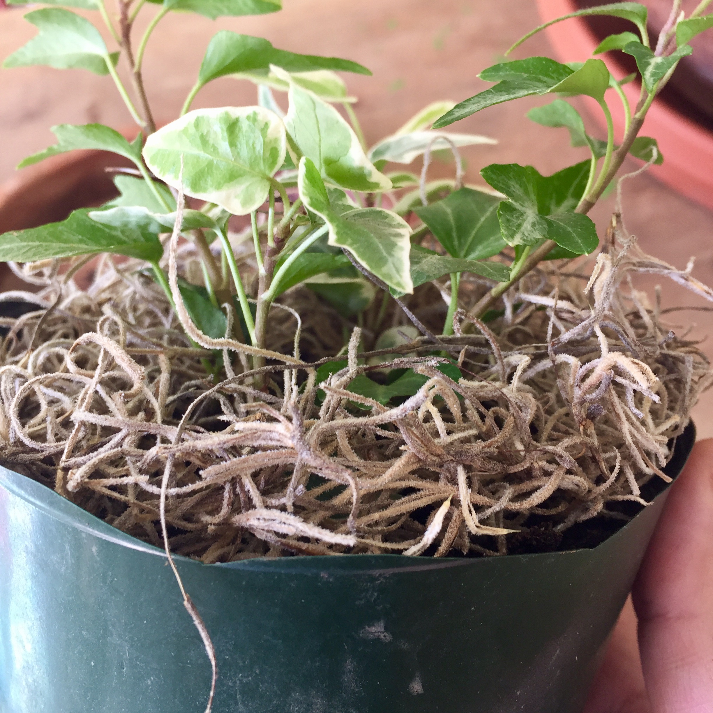Las hiedras (Hedera) contrastarán muy bien. Es una planta enredadera, ideal para tiestos colgantes cuando están más desarrolladas.