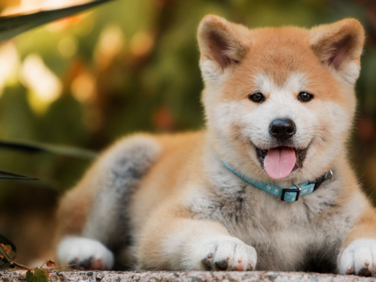 Por Dentro | Familia y Crianza: El akita: el perro de Japón que conquista corazones en todo el planeta