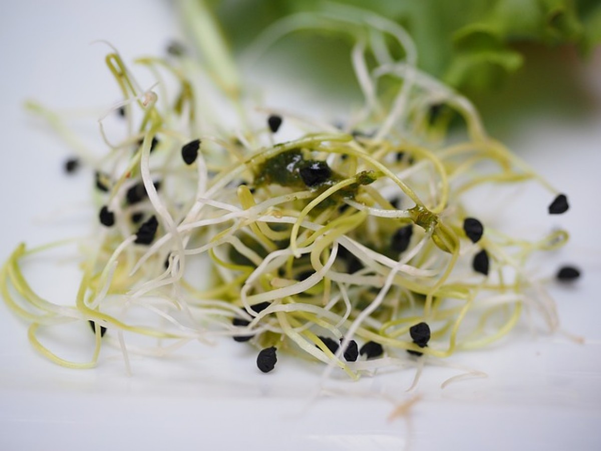Alimentos que deben evitar comer las personas con lupus