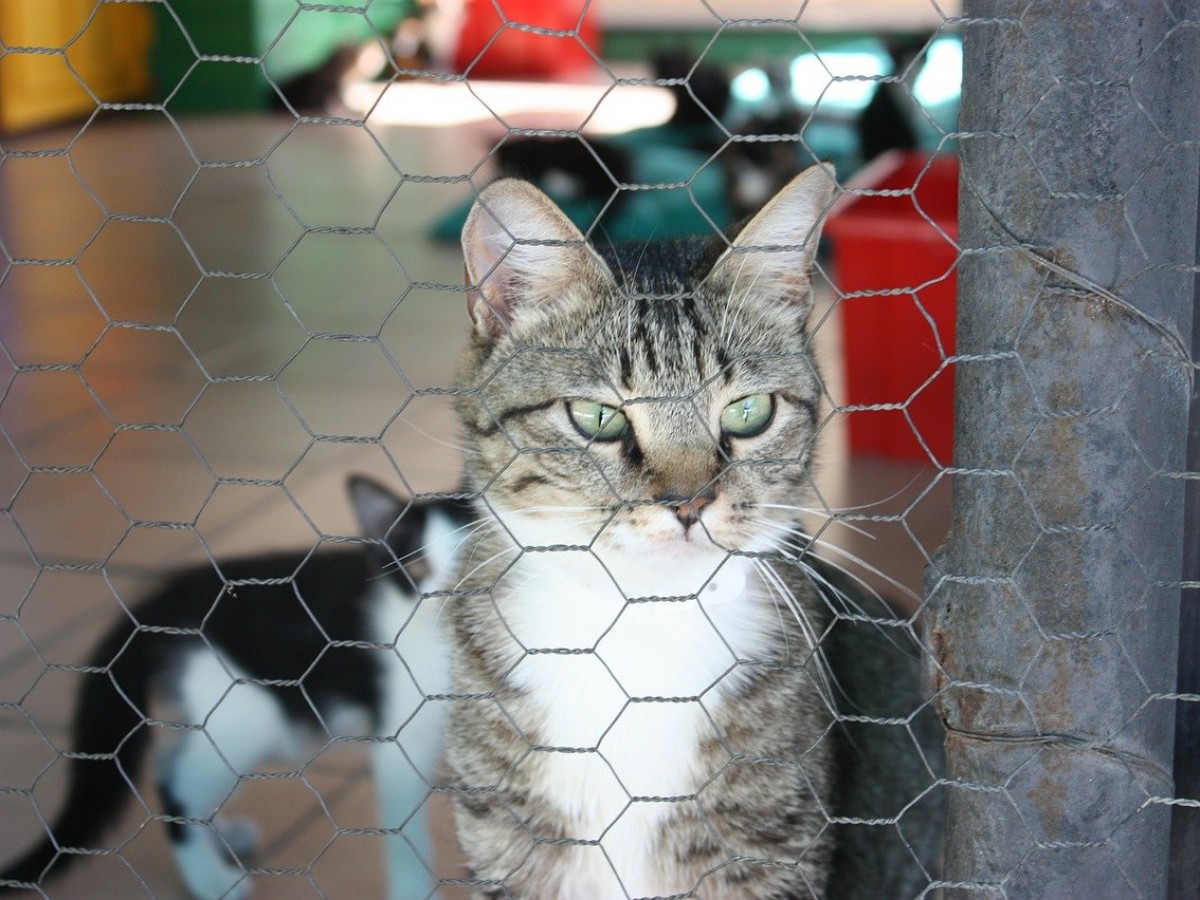 Consejos al llevar a tu gato al veterinario