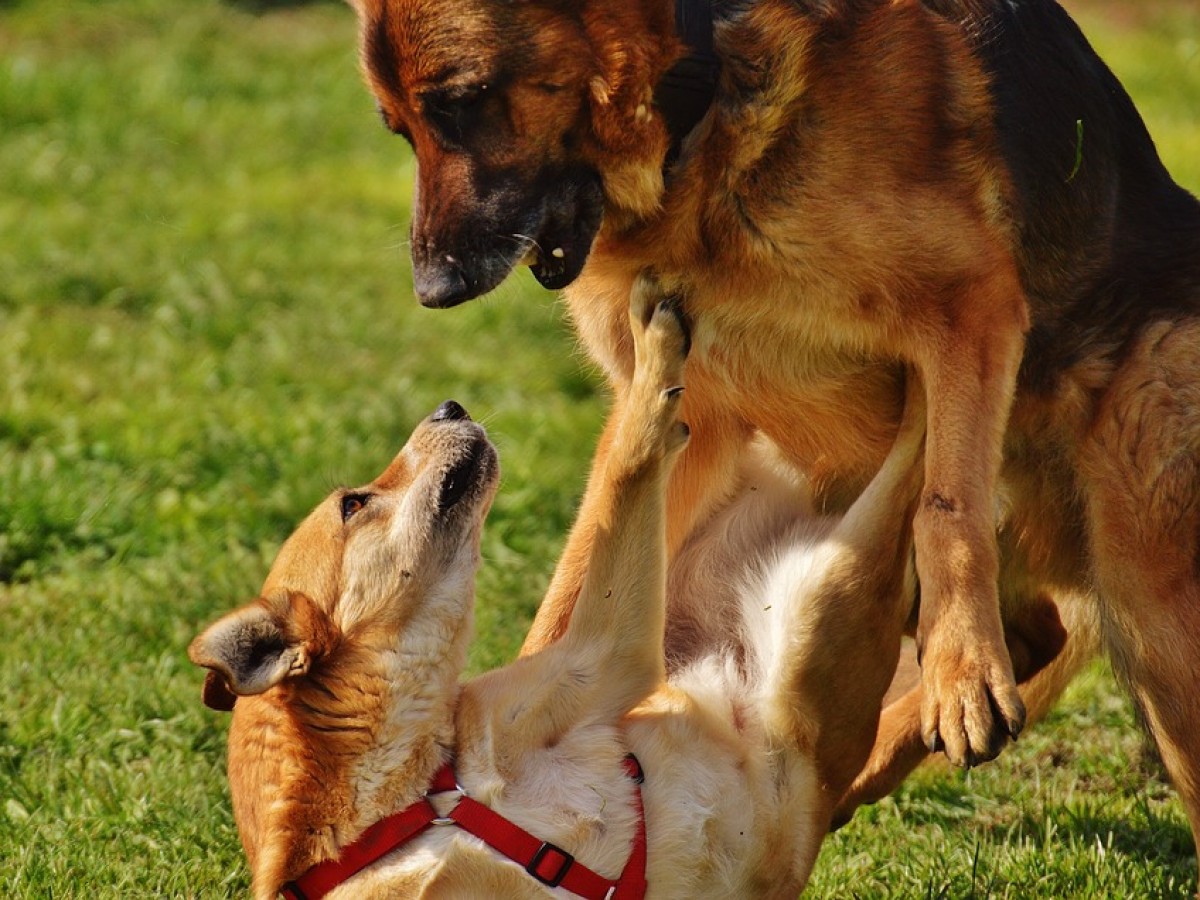 Claves para reaccionar y acabar correctamente una pelea de perros
