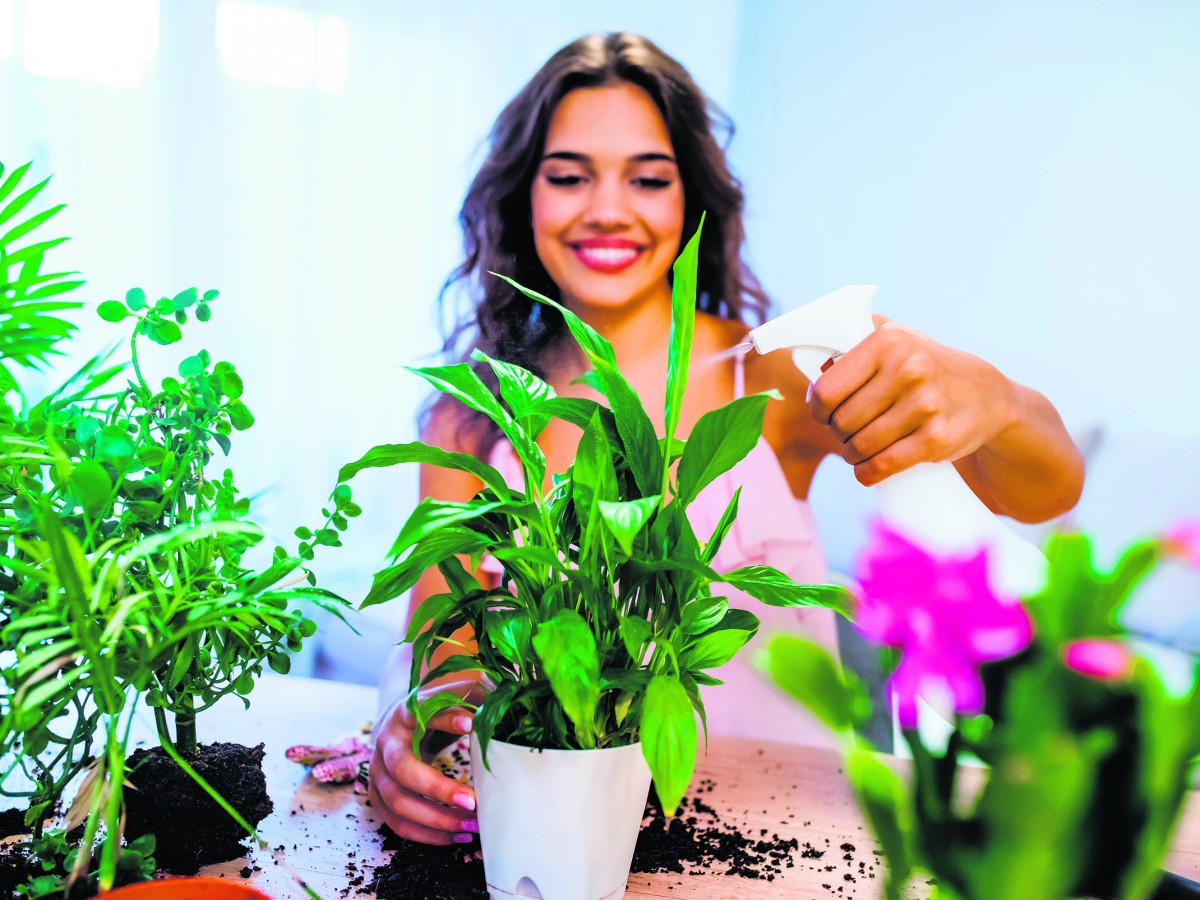 Elimina las plagas en las plantas de interior