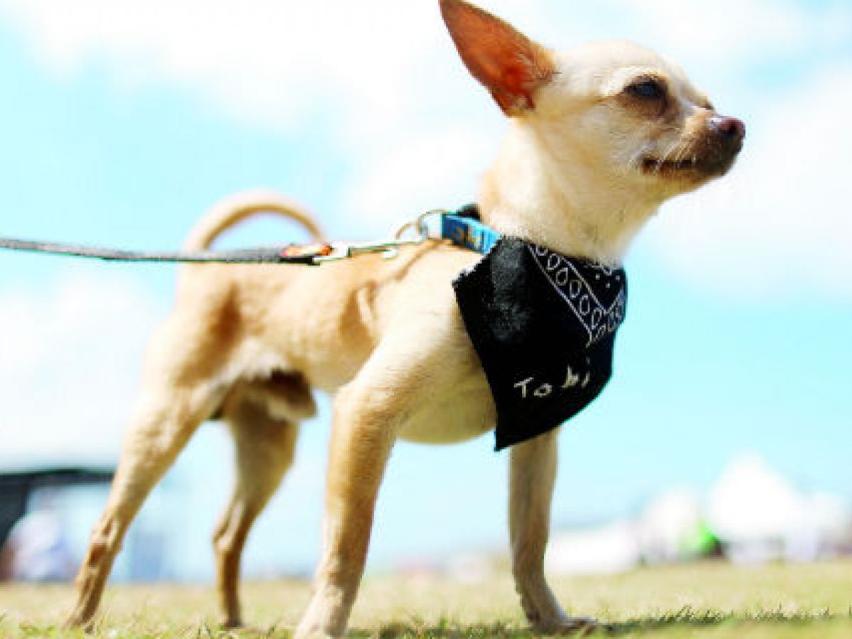 Una carrera para ayudar al Movimiento Social Pro Bienestar Animal