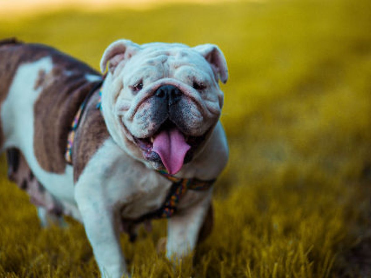 Claves para cuidar y mantener perros grandes
