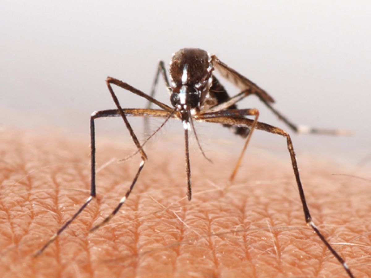 La canción de Skrillex que no soportan los mosquitos