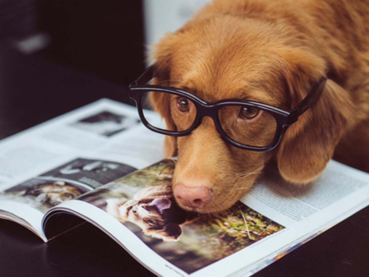 Escoger el nombre de la mascota es una cuestión de identidad