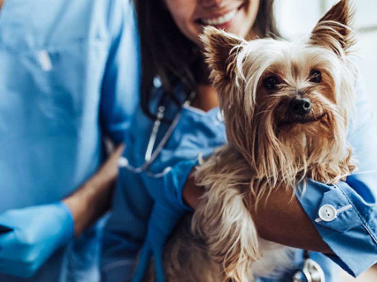 Campamento de veterinaria para estudiantes de 14 a 18 años