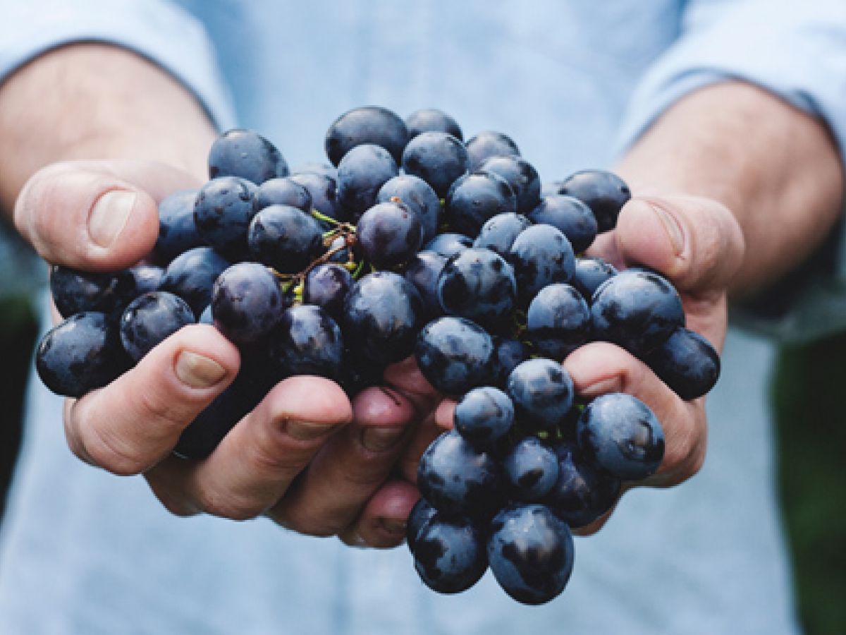 Molécula presente en vino tinto tiene propiedades para inhibir células cancerosas