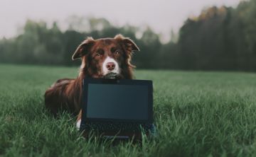 Videojuegos ayudan a los perros a mantenerse activos mentalmente