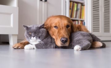 Animales que ayudan a sanar