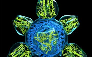 Realizan primer estudio en humanos con vacuna contra la influenza
