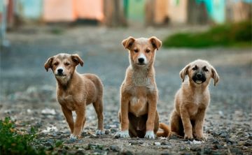 Presentan la experiencia de Holanda para resolver problema de sobrepoblación animal
