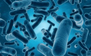 Las bacterias nadan juntas para alimentarse y ser más fuertes