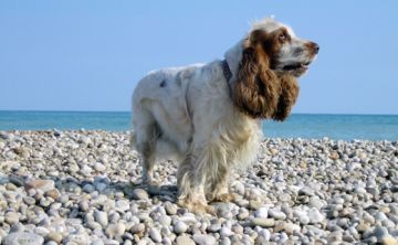 5 trucos para que los pelos de tus mascotas no te enloquezcan