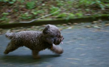¿Por qué los perros huyen de sus amos?