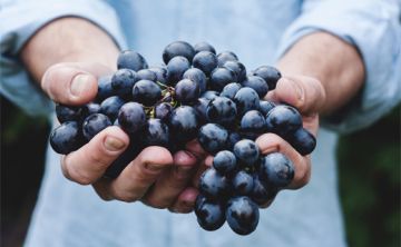 Molécula presente en vino tinto tiene propiedades para inhibir células cancerosas