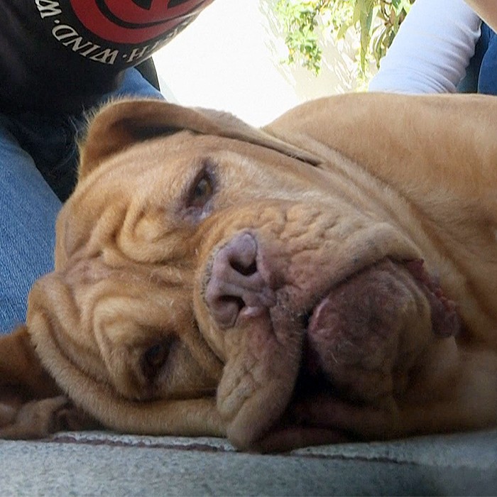 Ronda, la perra que sobrevivió al cáncer y pudo volver a caminar en cuatro patas